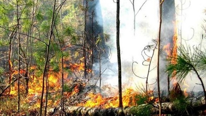 В Украине объявили чрезвычайную пожароопасность