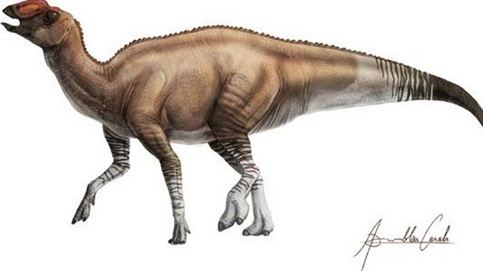 В США обнаружили новый вид динозавров