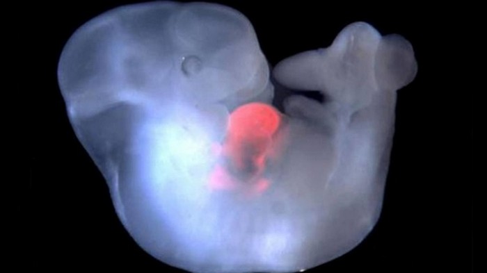 Ученые создали гибридный эмбрион человека и обезьяны