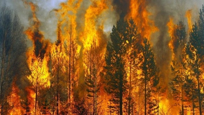 В Сибири горит 4,5 миллиона гектаров леса — Greenpeace