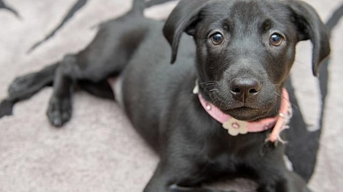 В Британии продали шестилапого щенка (фото)