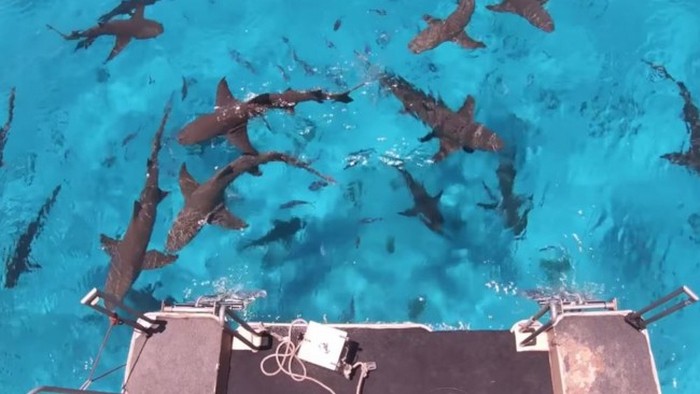 Курьезное видео: какая жидкость сильнее всего привлекает акул