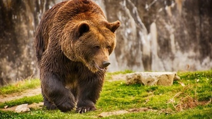 На Камчатке 70 голодных медведей заблокировали туристический маршрут