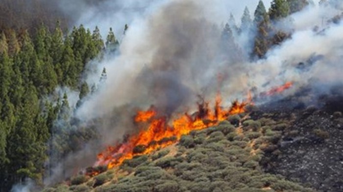 Пожары на Канарах: людей экстренно эвакуируют