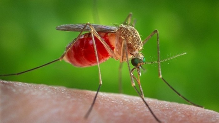 Ученые назвали самую вкусную группу крови для комаров