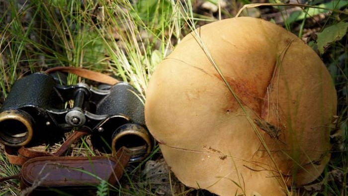 В Чернобыле выросли запрещенные грибы-великаны: фото