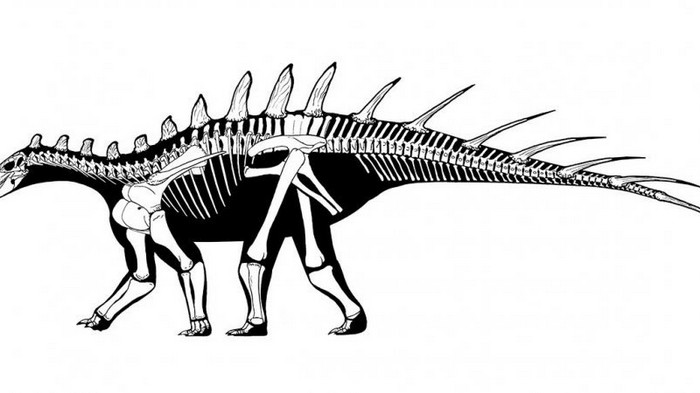 В Африке нашли скелет нового вида динозавров