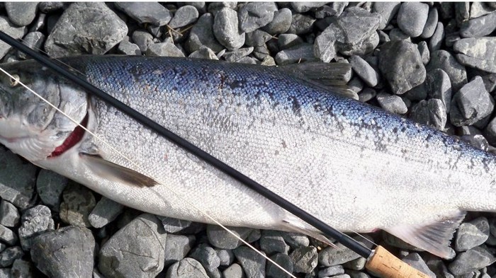 В результате рекордного потепления воды на Аляске массово вымирает лосось