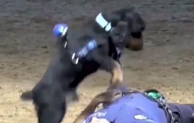 В Испании щенок попытался спасти полицейского (видео)