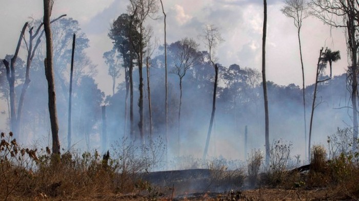 Лесные пожары в Амазонии: еще одна страна предложила свою помощь