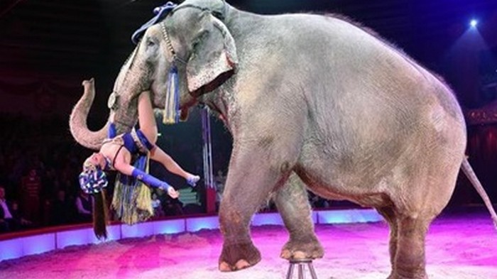 Африканских слонов запретили продавать в зоопарки и цирки