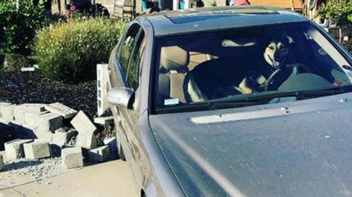 В США пес угнал авто и попал в ДТП