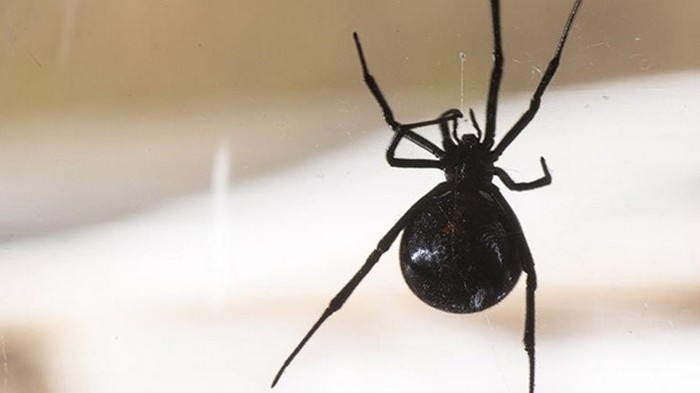 Британец из-за паука устроил смертельное ДТП
