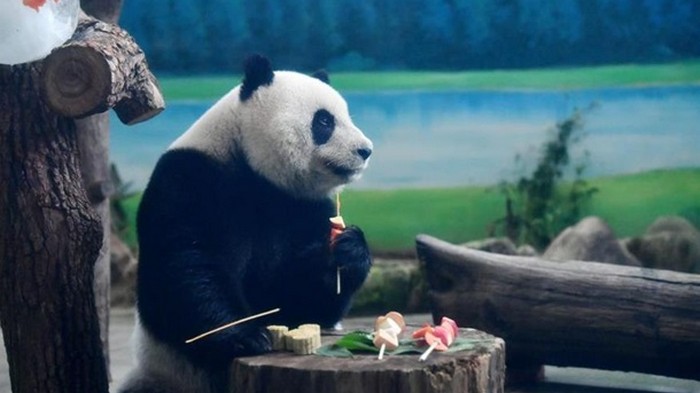 В зоопарке Тайваня панд кормили лунными пряниками