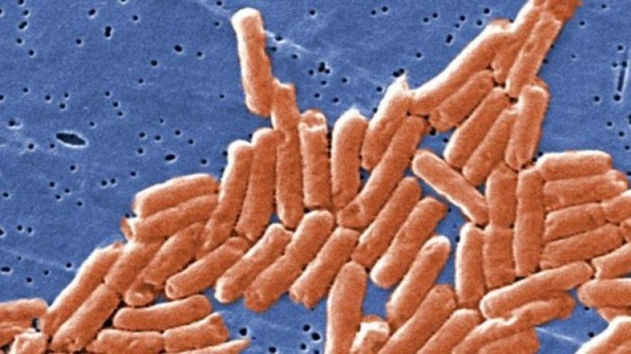 В Африке обнаружили новую супербактерию