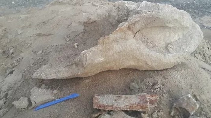 Поиграл в раскопки: пятилетний ребенок нашел кости древнего носорога