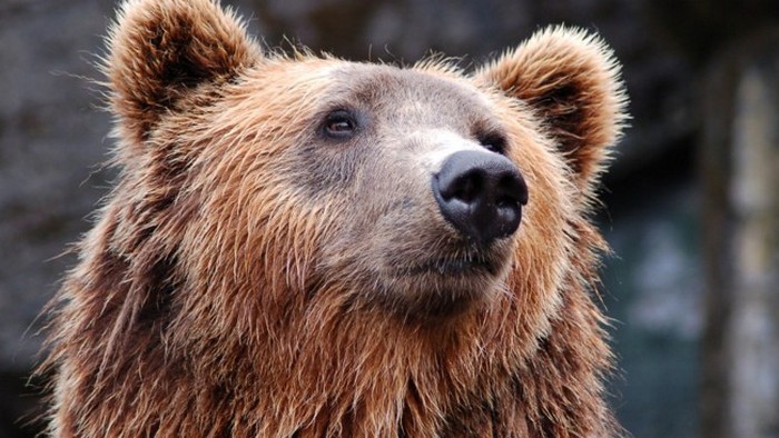 Россияне испугались медведя и залезли на скалу Чертов Палец: их доставали егеря