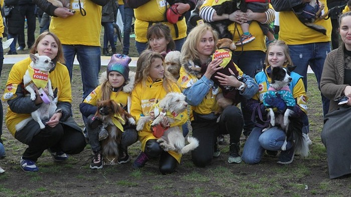 Кубок барбоса: в Киеве прошла выставка беспородных собак (фото)