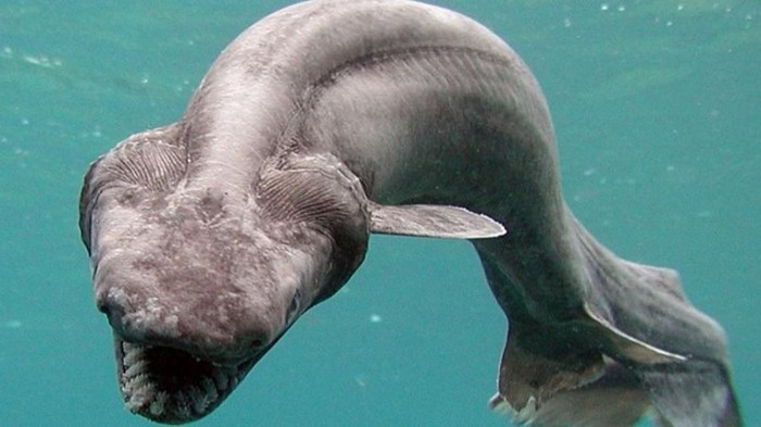 Ученые нашли останки змееподобной акулы, которым 360 млн лет