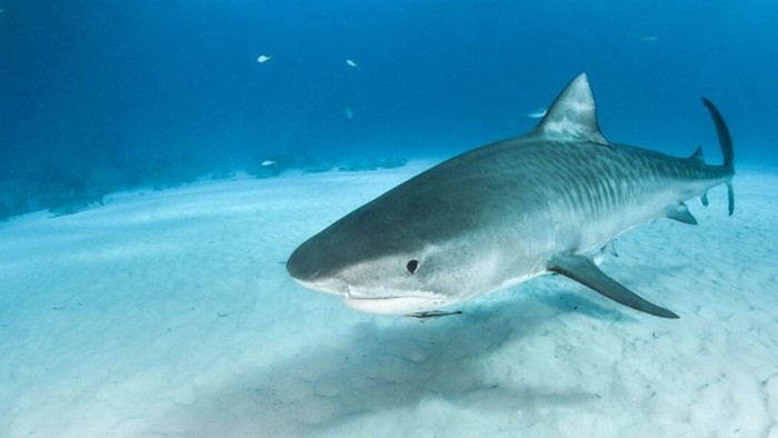 Ребенок поймал акулу весом 314 кг: невероятное фото