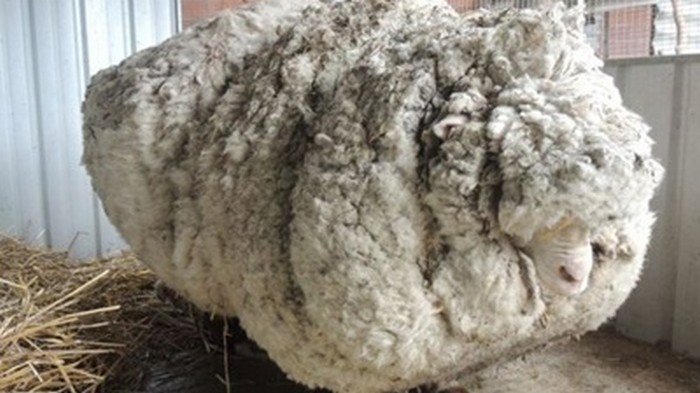 Самая известная овца умерла в Австралии