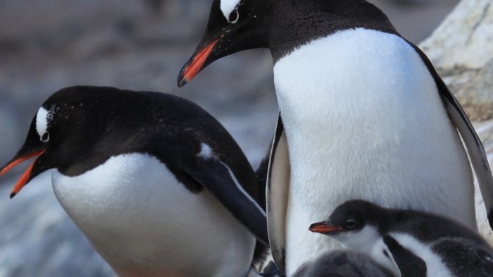 Около украинской антарктической станции появились теплолюбивые пингвины