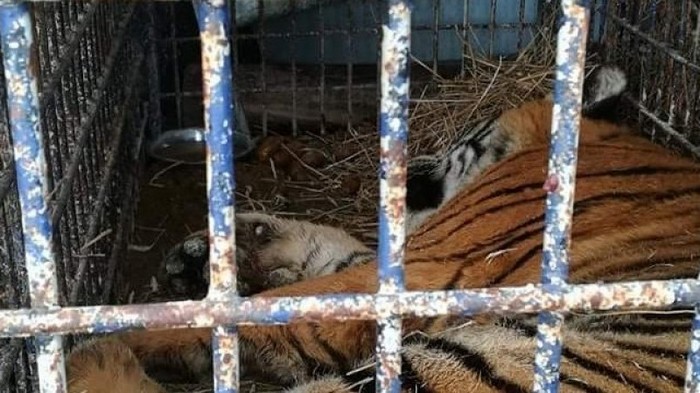 Польский зоопарк приютит умирающих тигров, которые застряли на границе с Беларусью