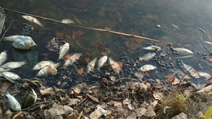В Житомирской области по неизвестным причинам вымирает рыба