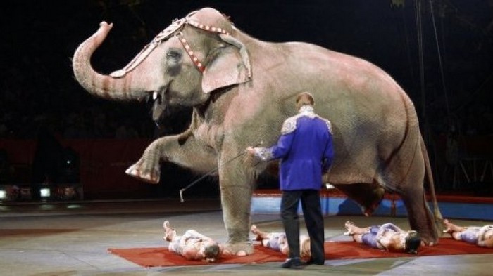 В Словакии запретили выступления диких животных в цирках