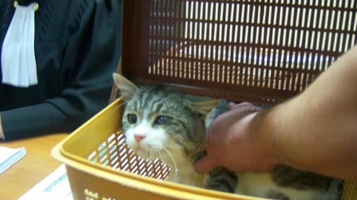 Сбежавшего кота-наркокурьера подменили на суде