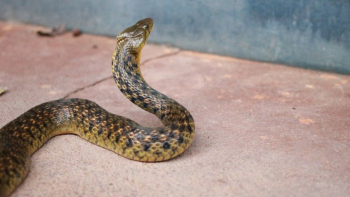 Ученые открыли невероятный факт про змей