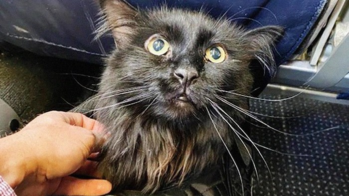 Пропавшего кота нашли через пять лет на другом конце страны