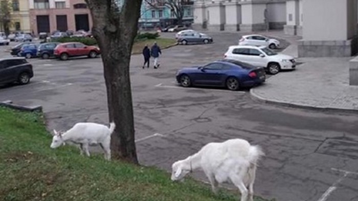 В центре Киева под министерством паслись козы
