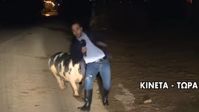 Журналиста во время эфира атаковала свинья (видео)