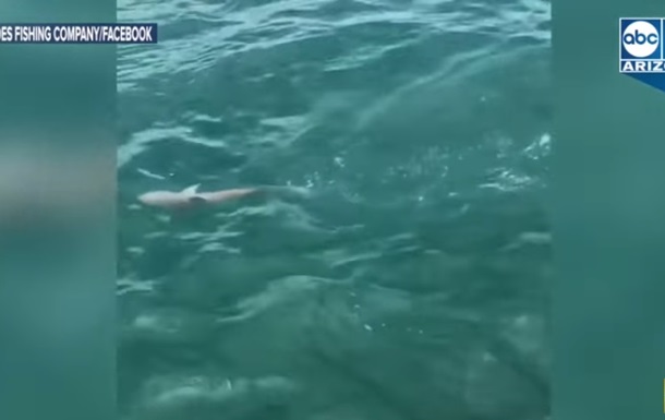 Рыбаки сняли огромного окуня, атаковавшего акулу (видео)