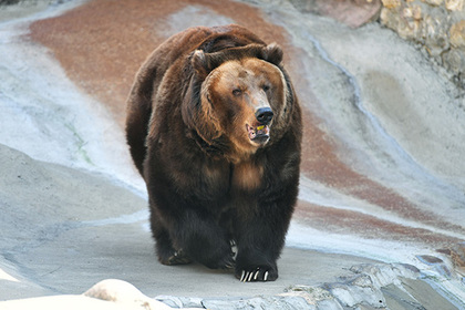 В РФ медведи станут стратегическим ресурсом
