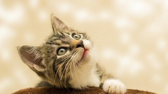 Ученые подтвердили наличие мимики у кошек