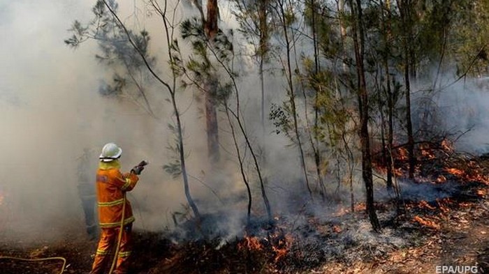 Лесные пожары в Австралии: объявлено чрезвычайное положение