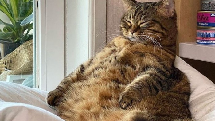 Кот прославился в сети благодаря лишнему весу: забавные фото