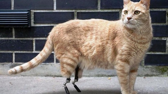 Коту поставили бионические протезы