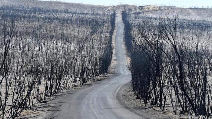 В Австралии лесной пожар охватил площадь более 500 тысяч га