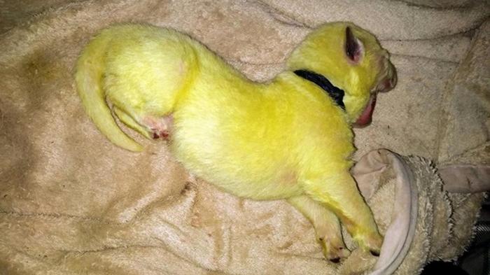 В США родился щенок с ярко-зеленой шерстью (фото)