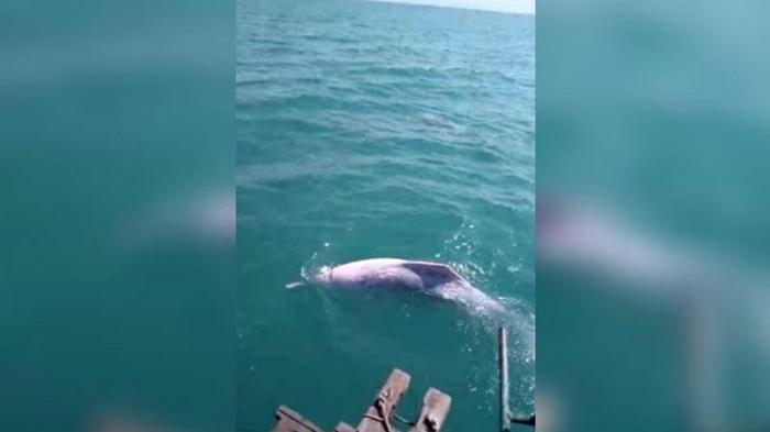 Рыбаки сняли редких дельфинов-альбиносов (видео)