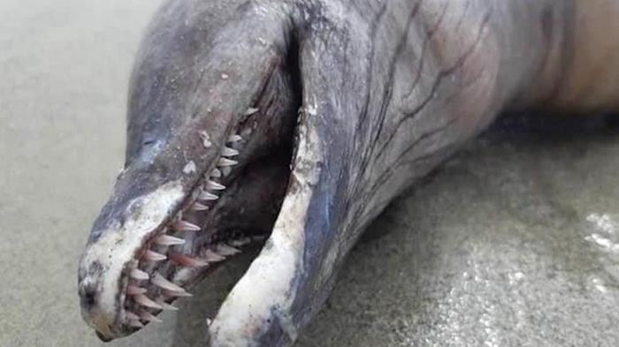 Неопознанное зубастое существо нашли в Мексике (фото)