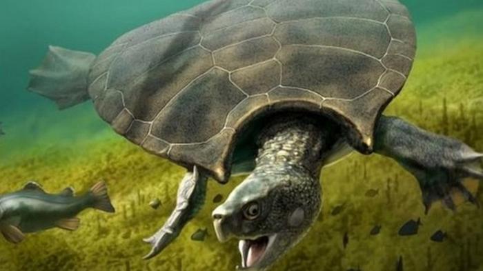 Найдены останки гигантской древней черепахи (фото)