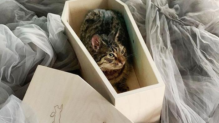 В Москве открылся магазин с гробами для котов (фото)