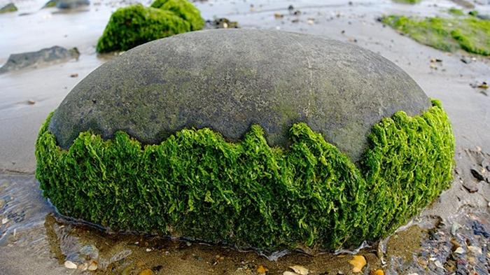 Найдена древнейшая водоросль возрастом миллиард лет