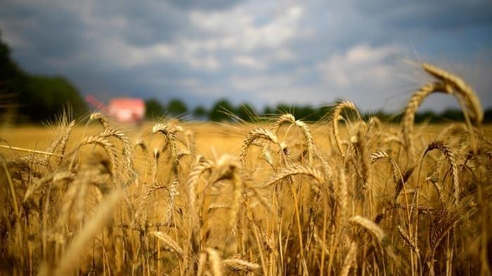 Украина вчетверо нарастила экспорт зерна за 10 лет