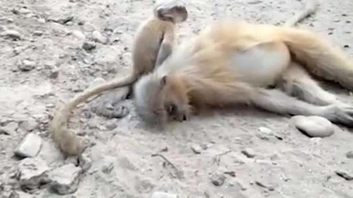 Детеныш обезьяны отчаянно пытался разбудить погибшую мать: видео